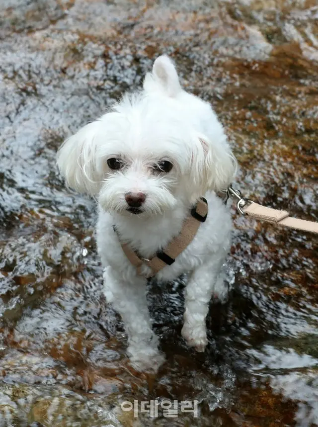 渓谷で子犬も水遊び