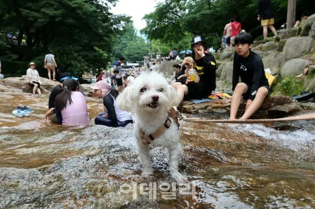 渓谷で子犬も水遊び