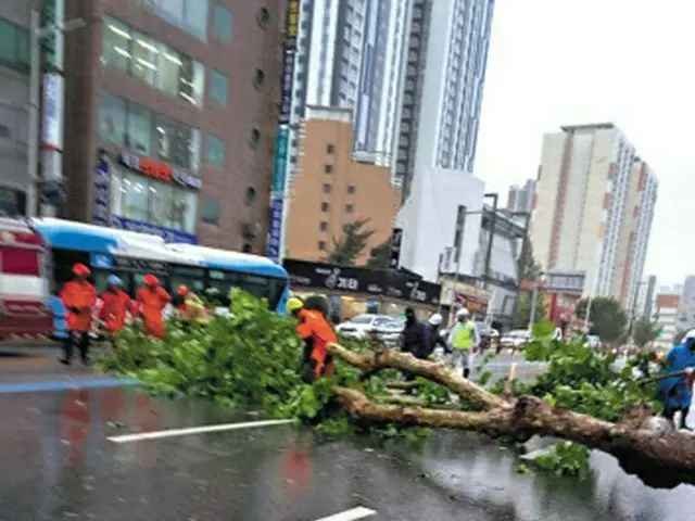 韓国全国で台風被害が続出…街路樹が根こそぎ倒れる…