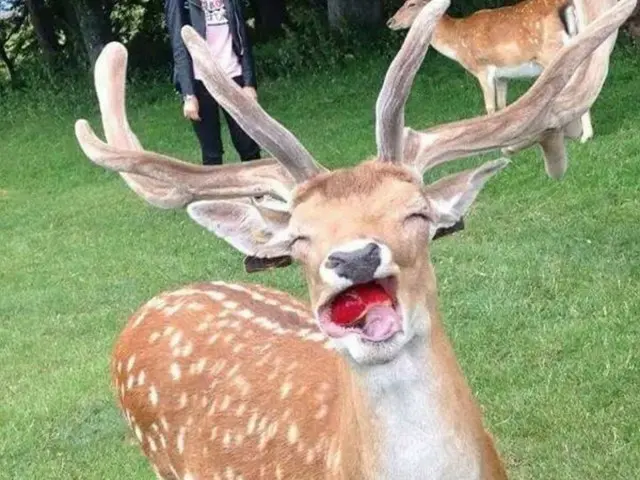 初めてリンゴを食べたシカの表情