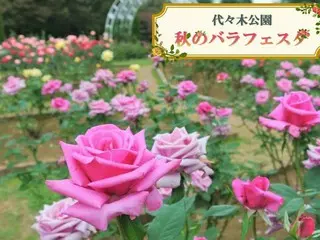 秋のバラフェスタが代々木公園で開催！五感で楽しむバラの魅力