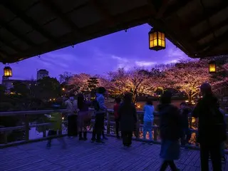 「しあわせの村」の日本庭園でライトアップ夜桜を堪能！