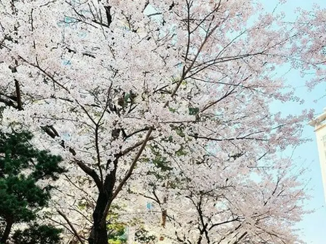 俳優コンミョン、桜の花の下でカシャ📷